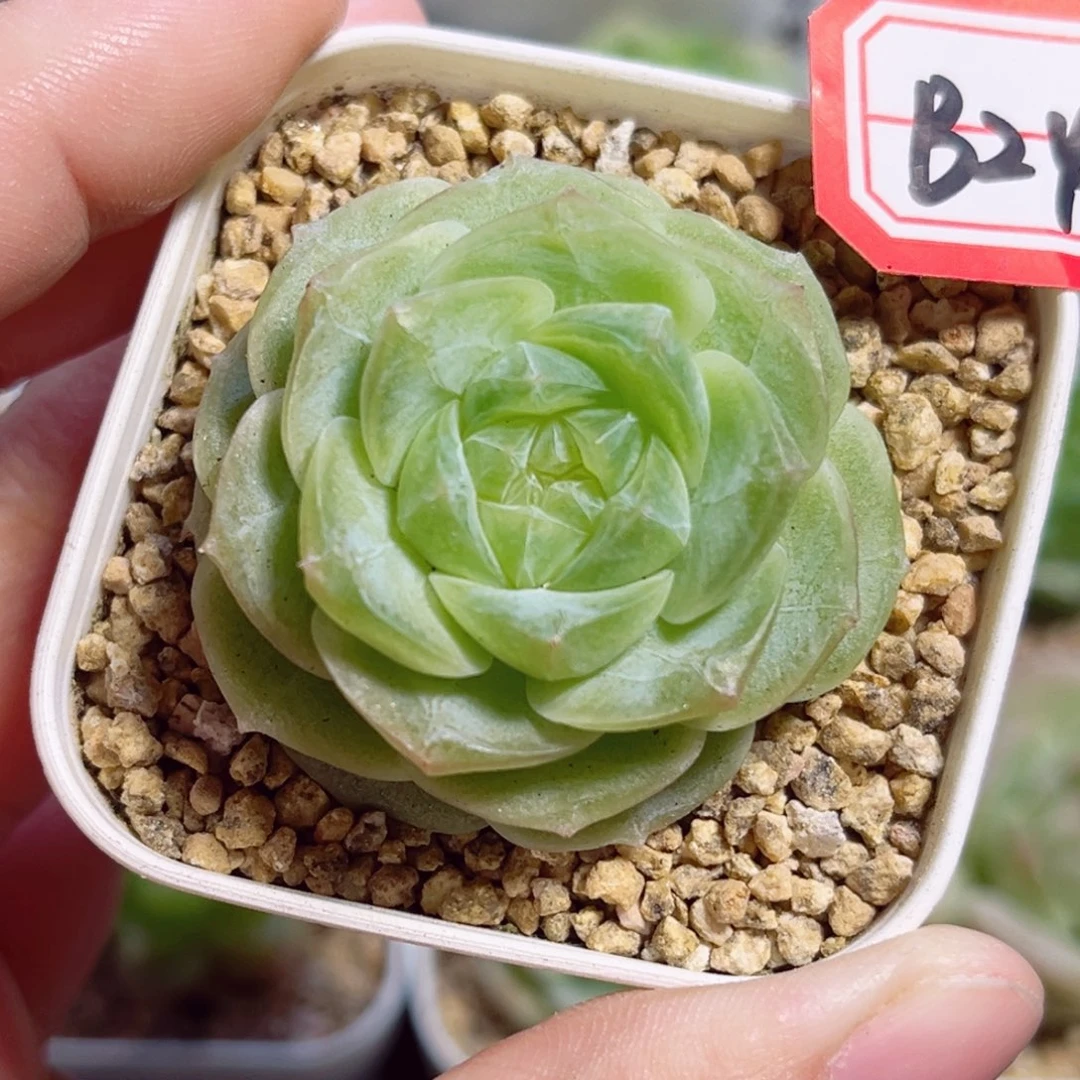 B24 一物一拍 宋锦