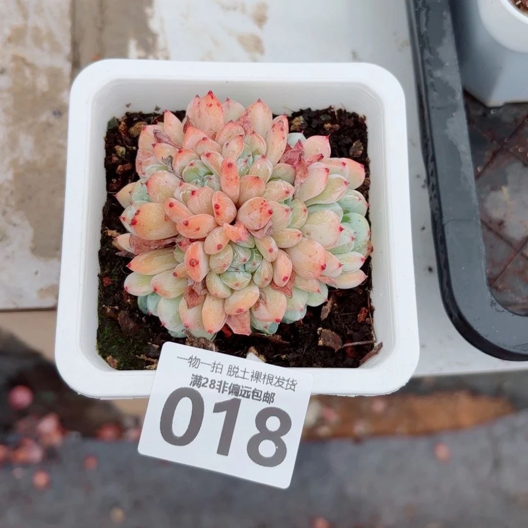 雪爪有砍多肉多肉多肉