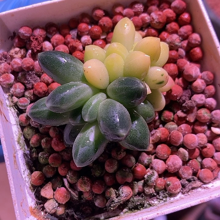 千代田之松多肉植物