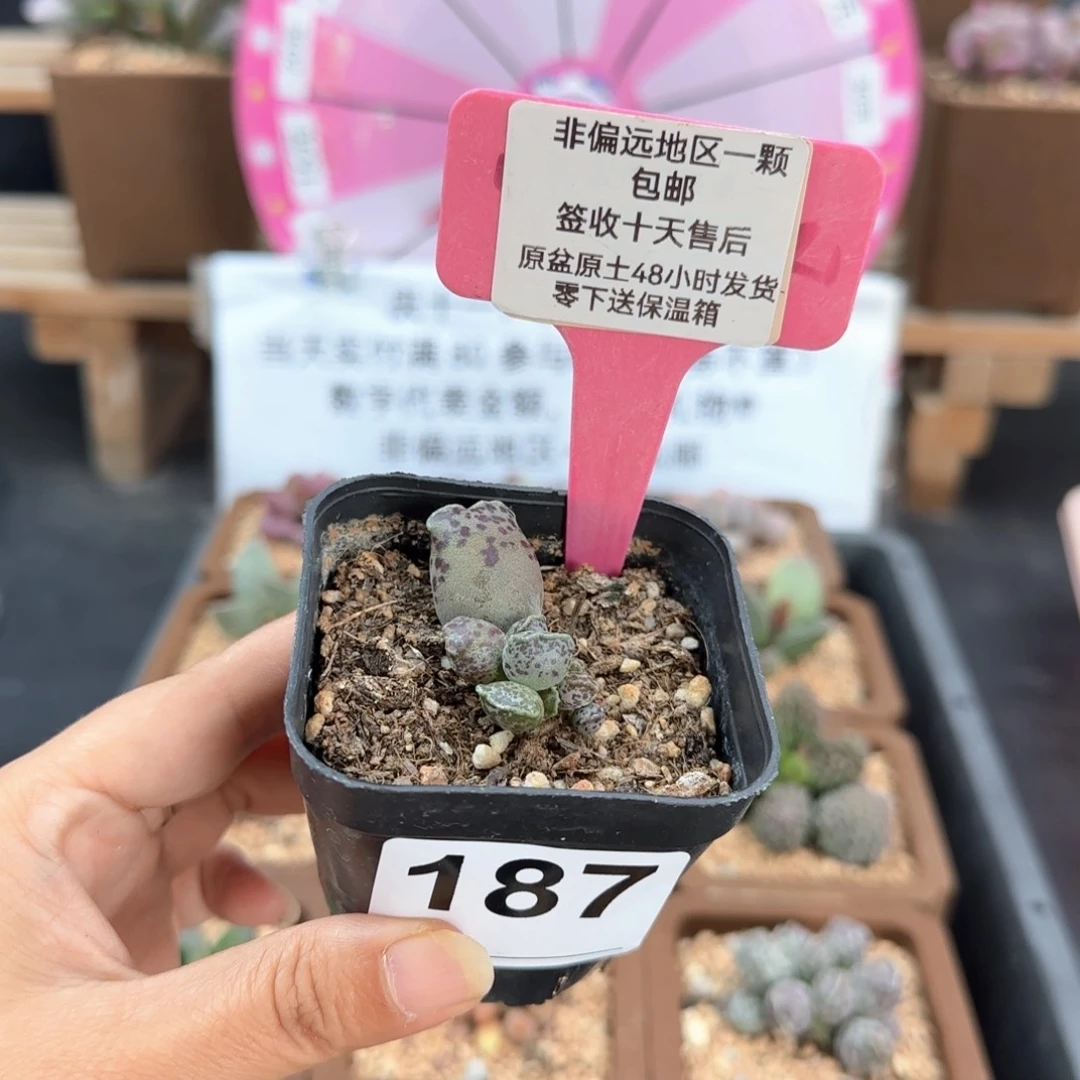 8****?187猫耳海豹多肉植物