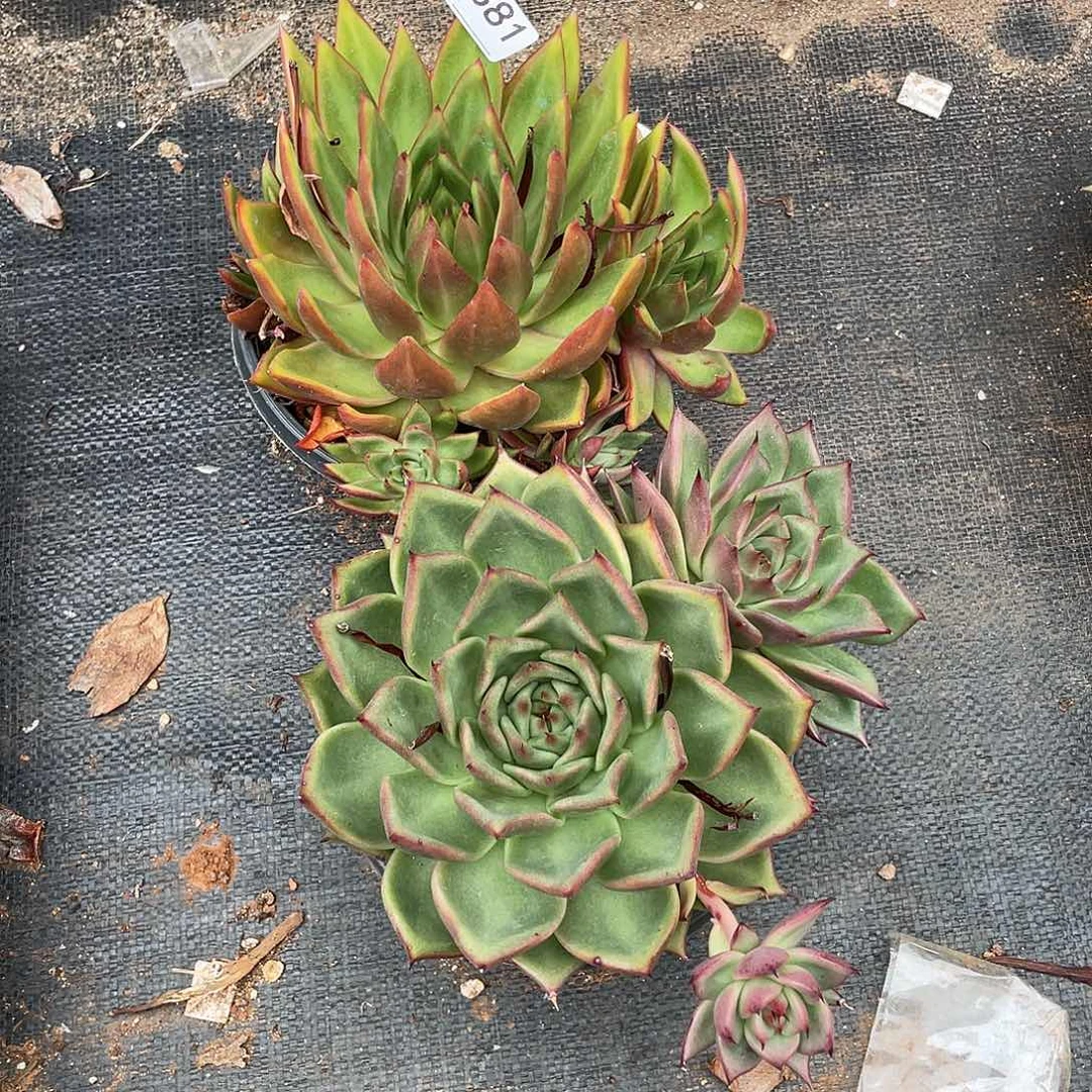 若如东云组拍D381