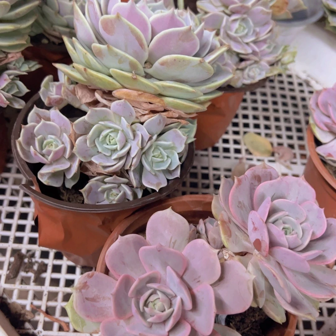 露娜莲大单头带仔，粉蝶双头各一，120杯