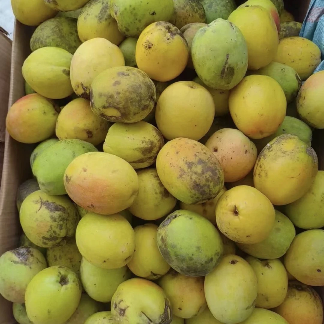 云南酸木瓜*大理*临沧*德宏酸木瓜（送糊辣子）