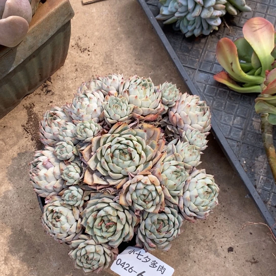 冰*淋2664TP 小七夕多肉