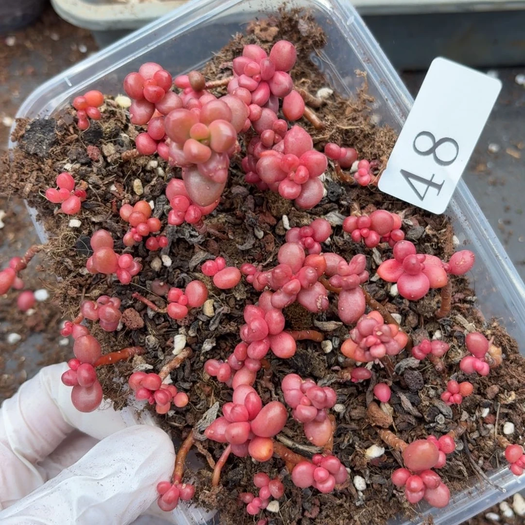 多肉植物多肉植物48