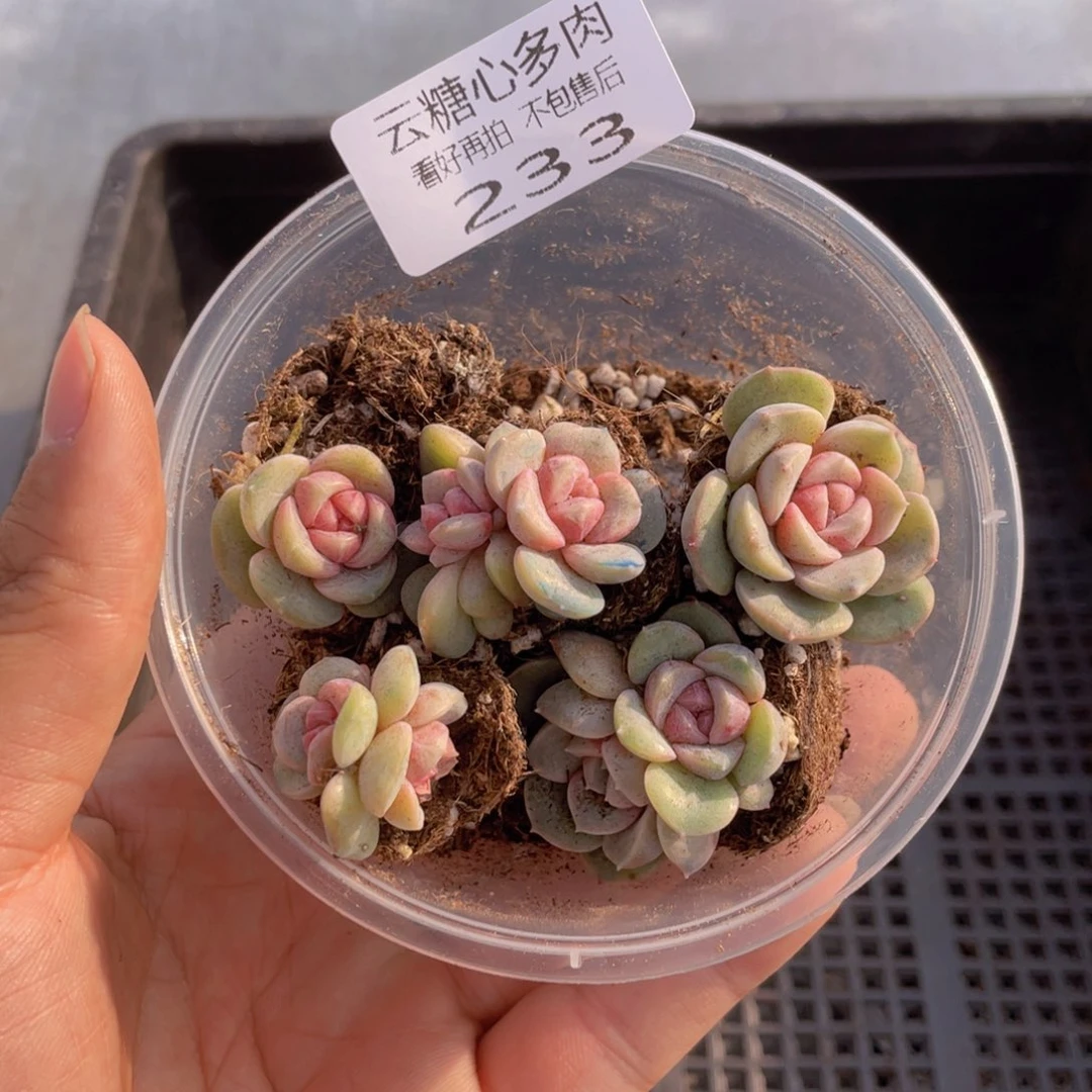 云糖心多肉植物233