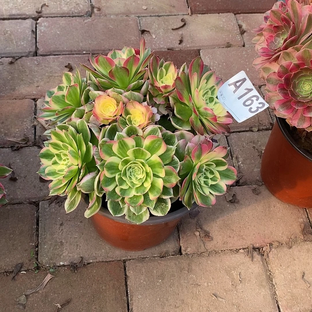 海王多肉法师163多肉法师