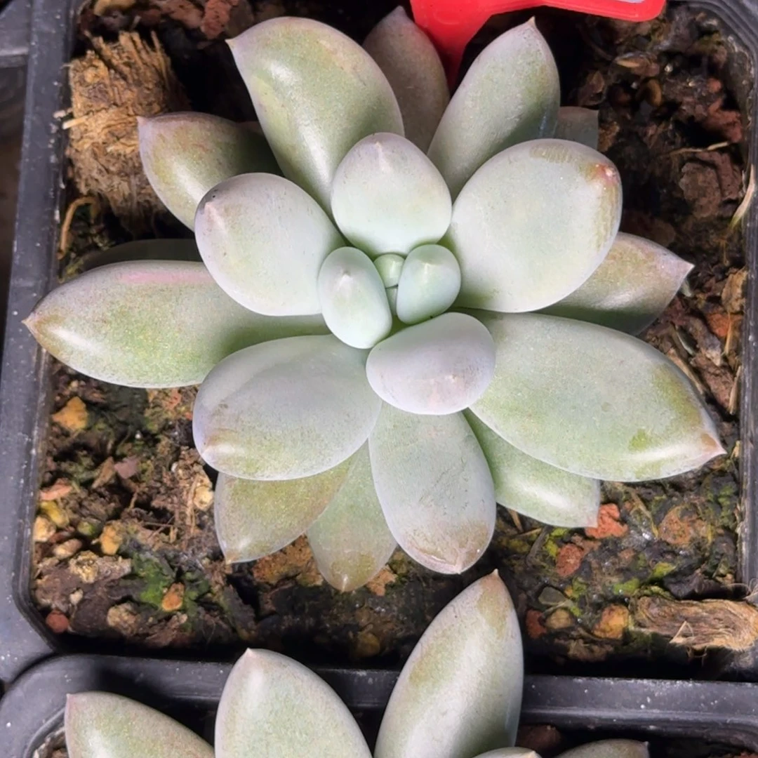 多肉植物红体哥特719