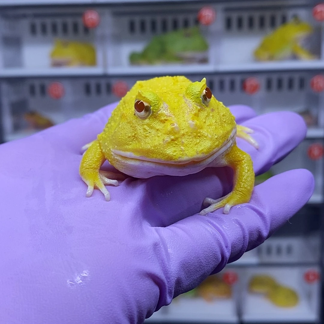 角蛙蛋黄一只5.5公分