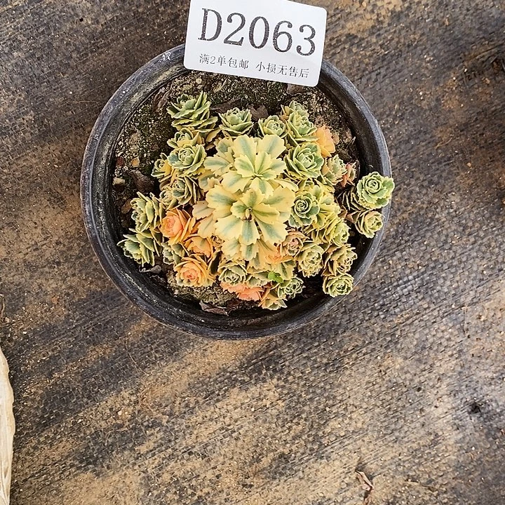 2063亚特兰蒂斯多肉