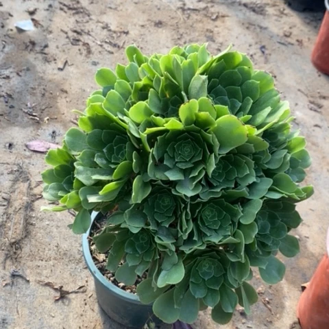 绿羊绒多肉植物021