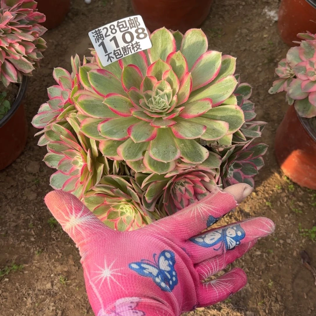 M. 1108孔雀翎多肉，？cen