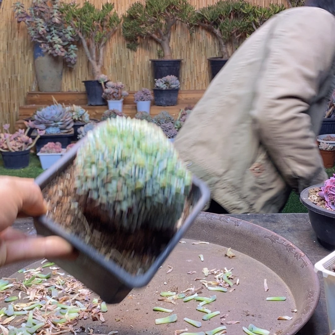 解***珊A126号白胖子缀多肉