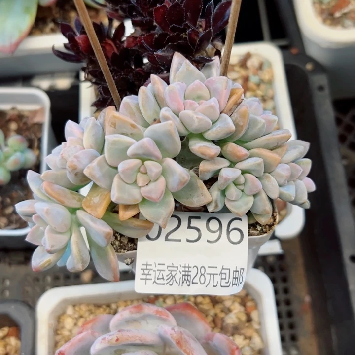 幸运儿是一位非常优秀且