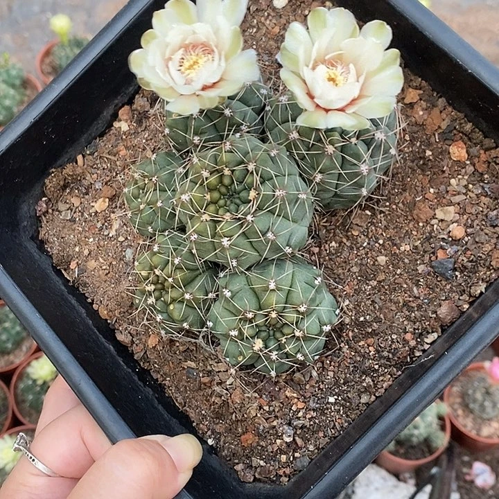 爱花之人6头白花脱土，花拿掉