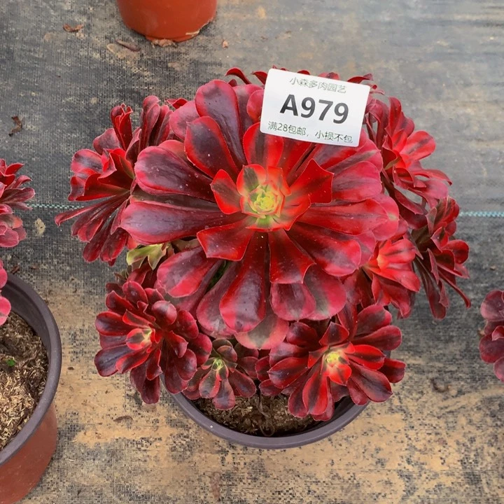 在*美杜莎法师97900