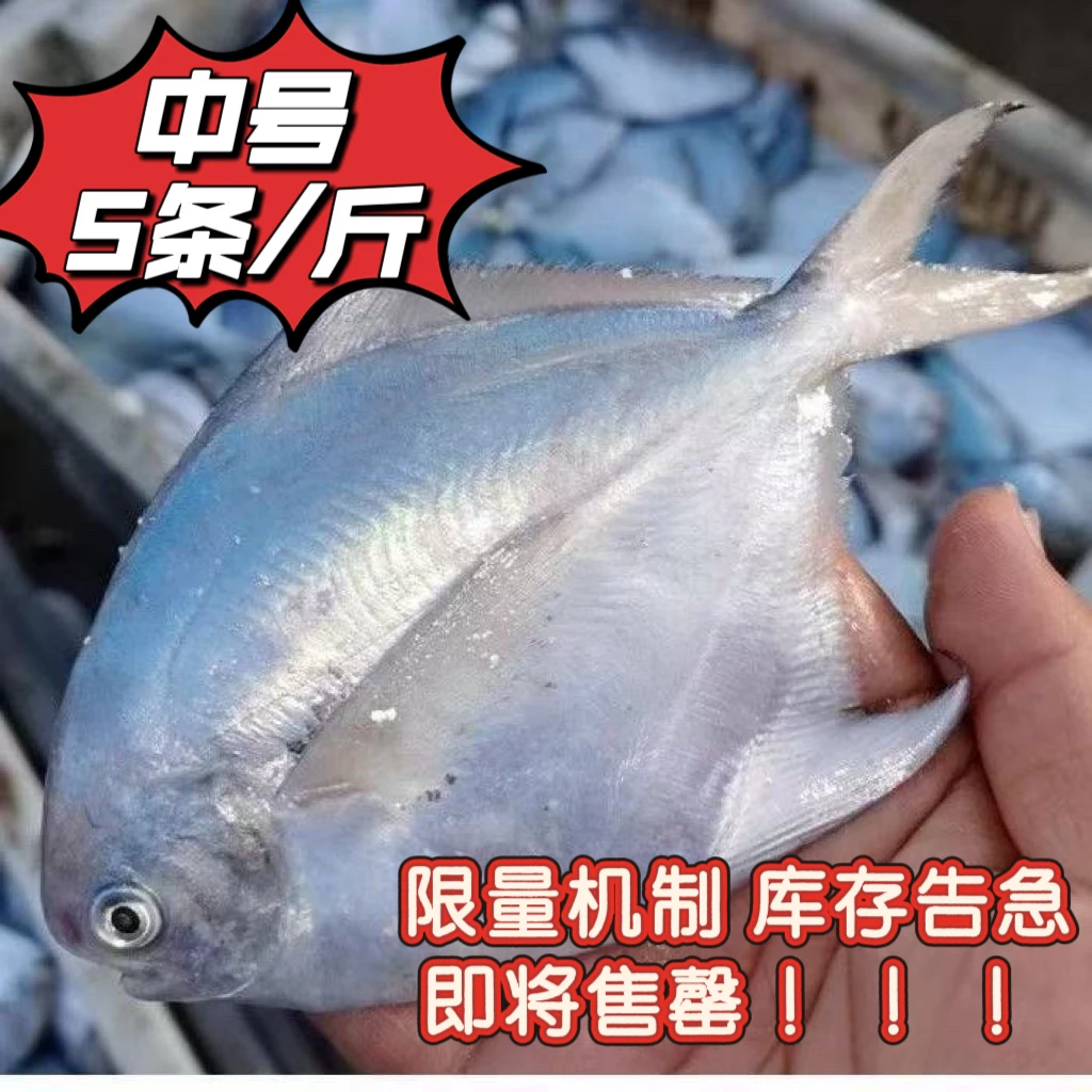 【本地野生海捕银鲳鱼】平鱼新鲜【无冰净重 抽真空个别会漏气】