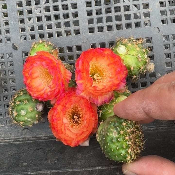 204虫咬美花3伤歪3公分左右无根侧牙，20包邮