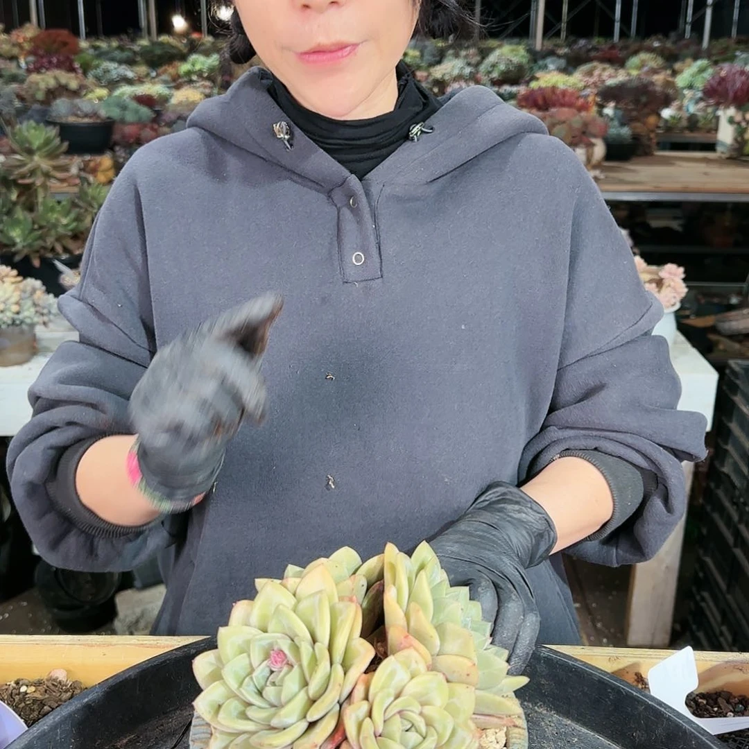 婷*婷姐，盆 108       盆