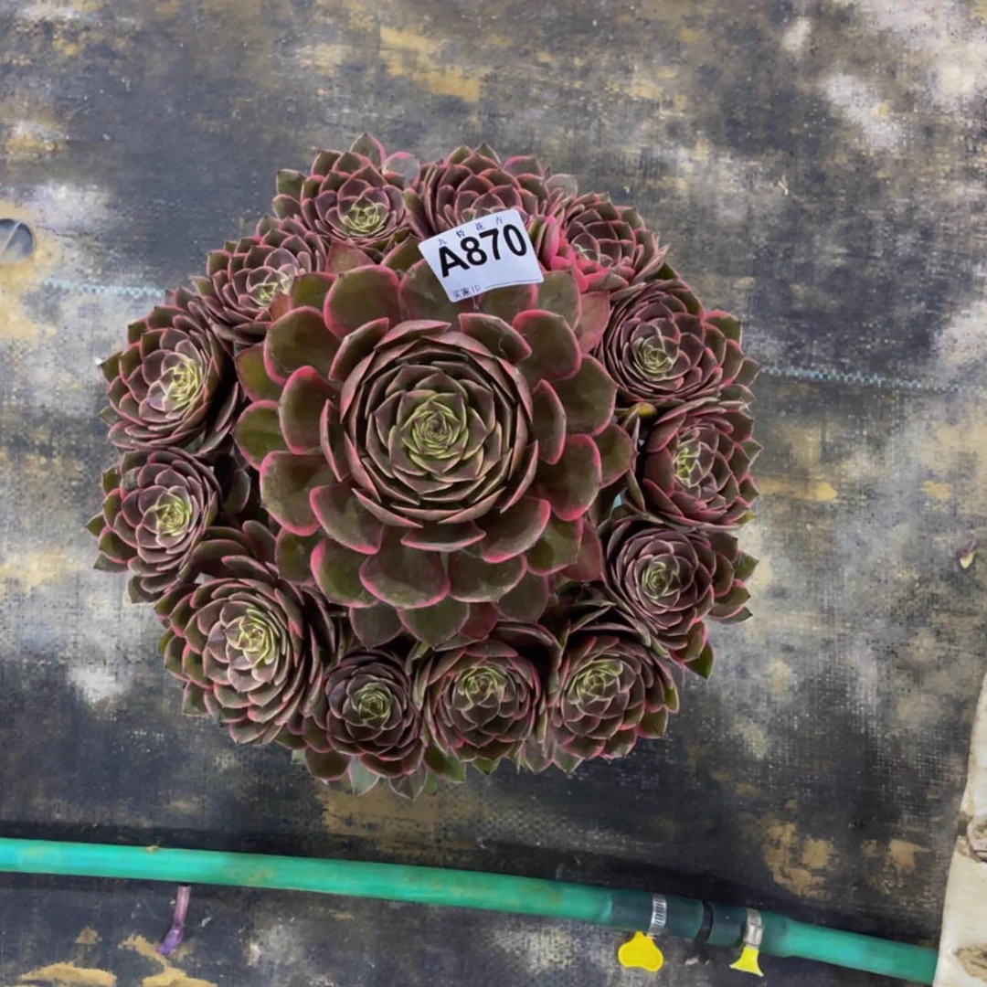 【闪购商品】H87000