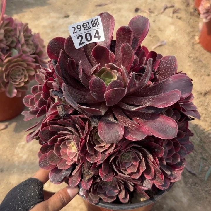 凤冠……多肉植物……