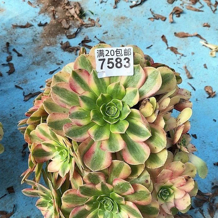 7583 一颗雨何法师