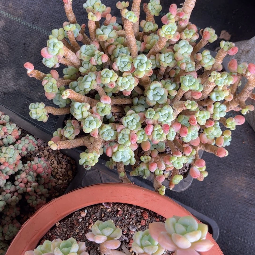 无花朵小***芦友家多肉一物一拍