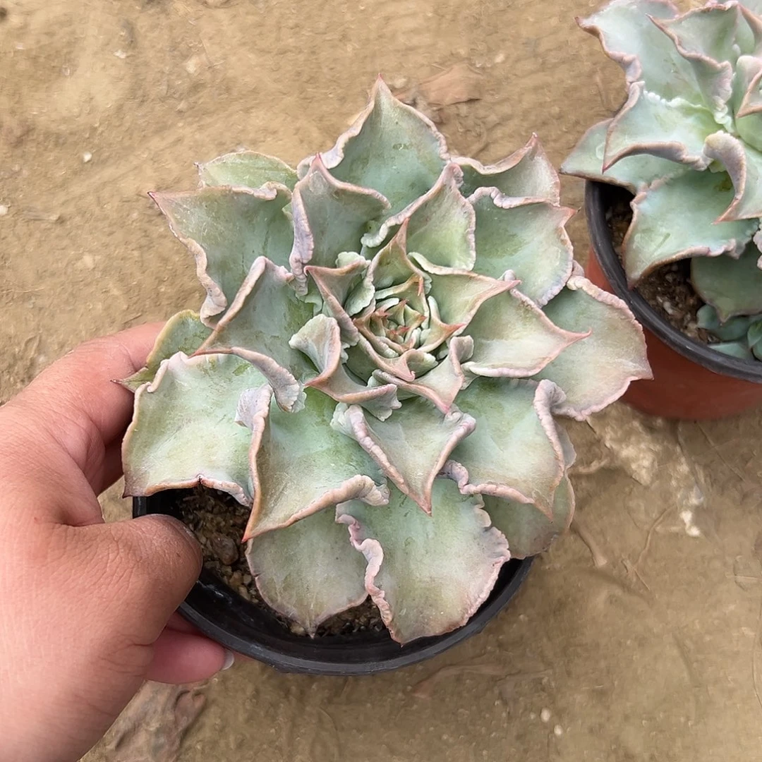 多肉植物多肉植物
