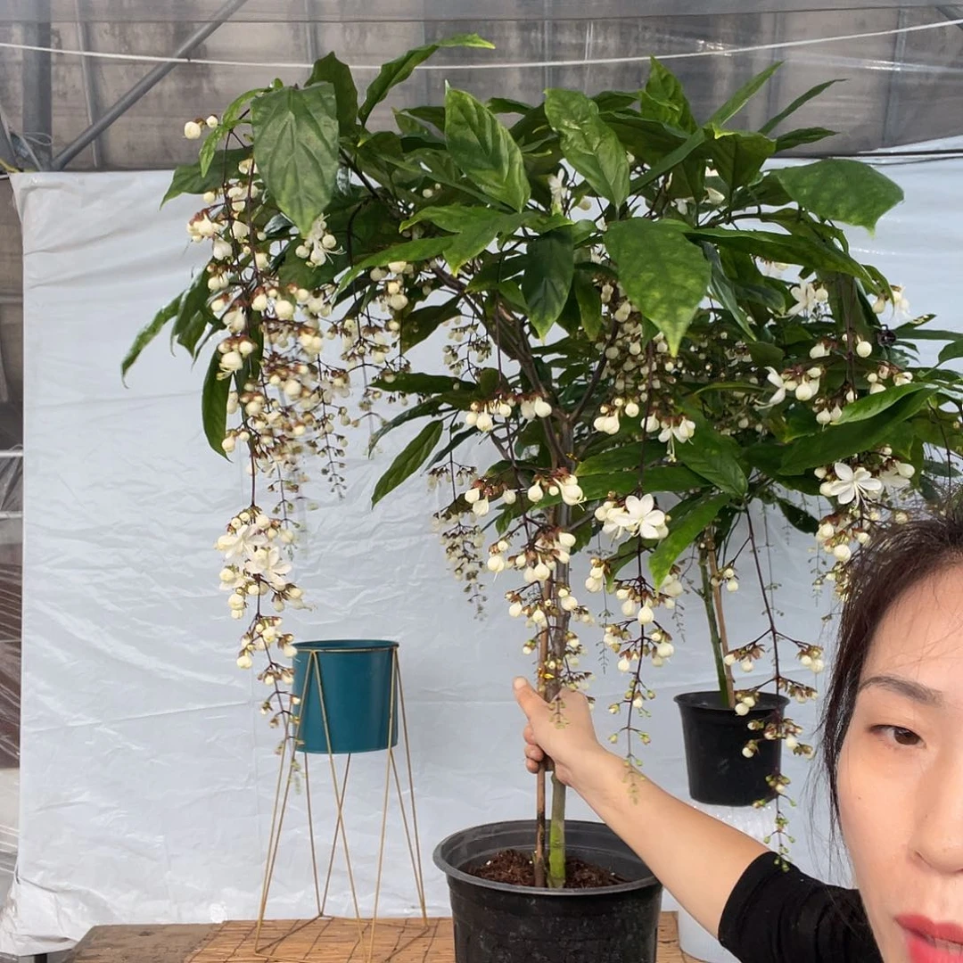 大部分花苞少量开放垂丝茉莉大颗一盆