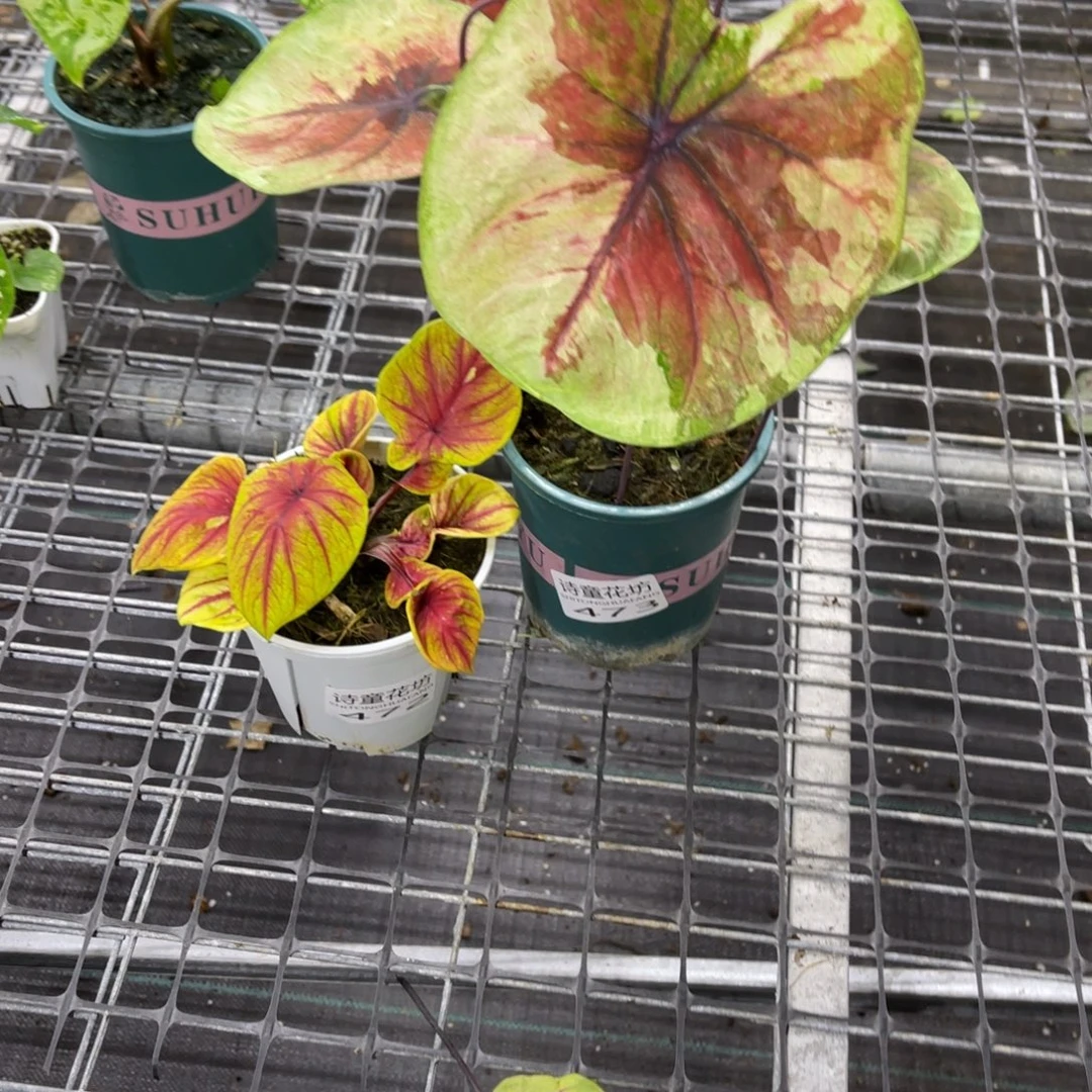 0***0无花朵         472.473水墨画不包售后