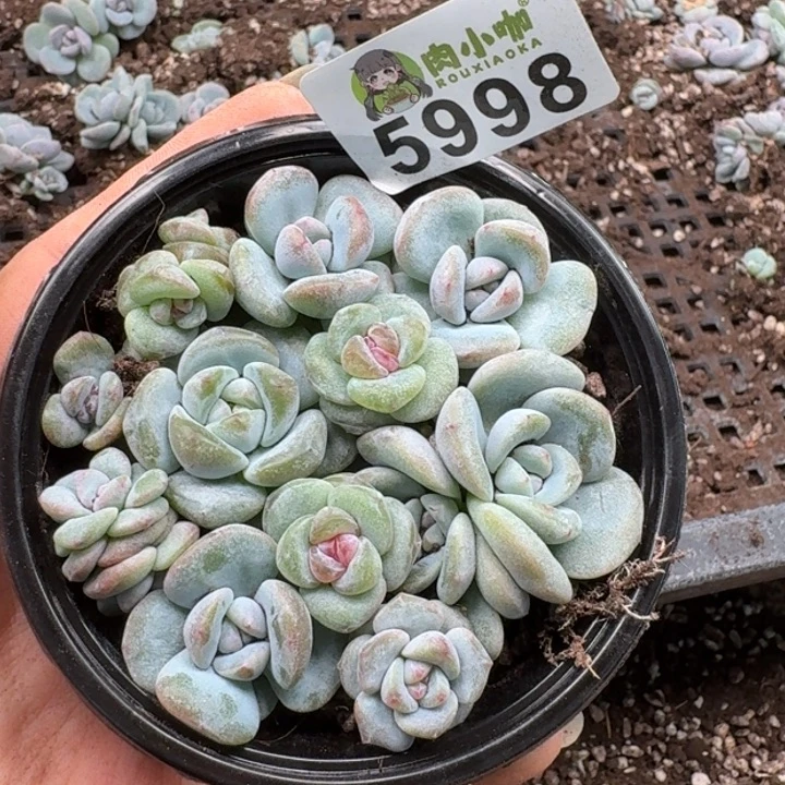 多肉植物多肉植物