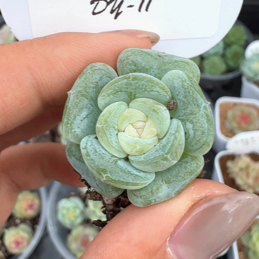 梃***0624-011-芳草九单头