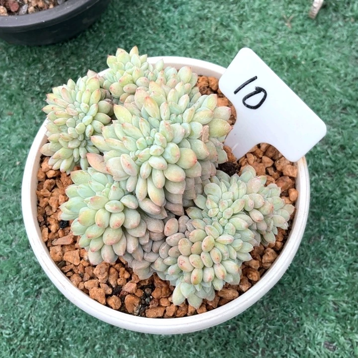 星影小树10号码牌子的话