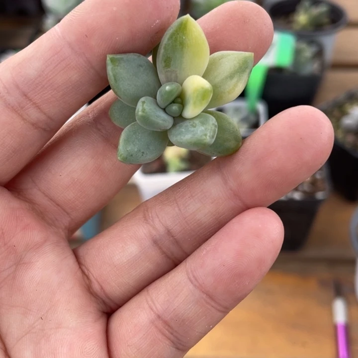 胖美人锦头盖无根啊啊啊啊