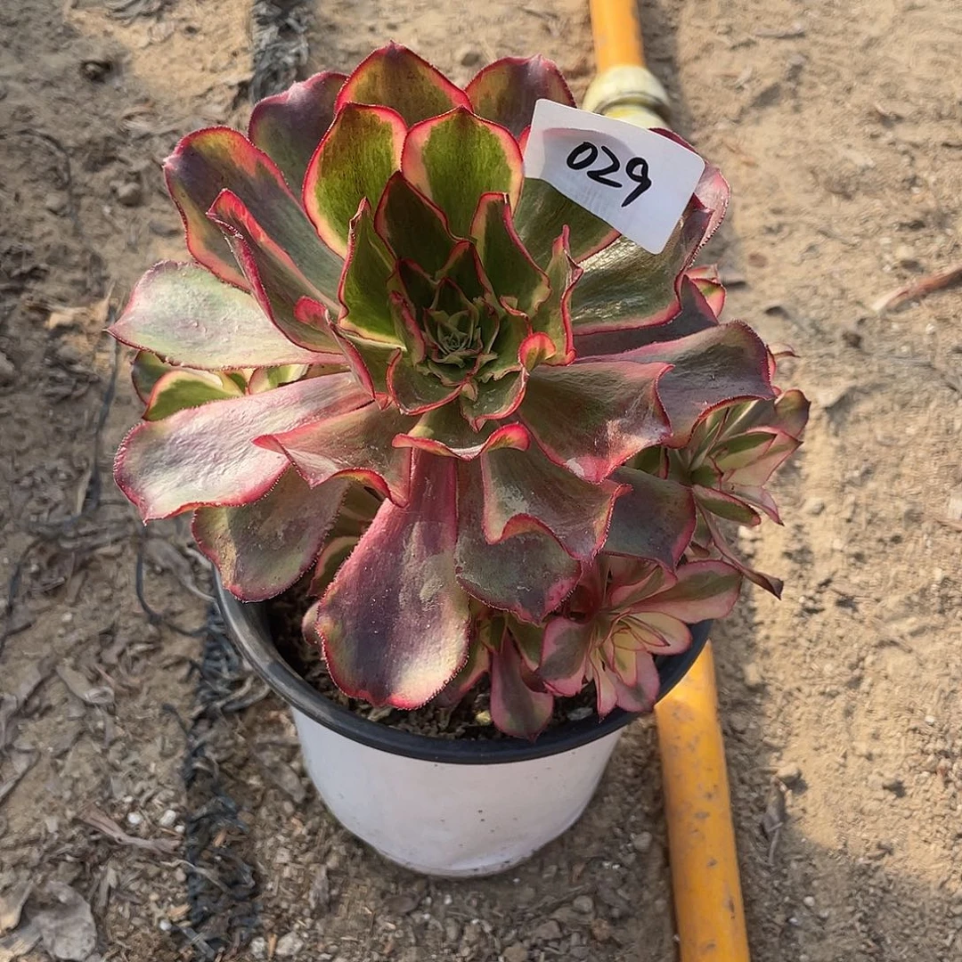 法师植物魅影法师029