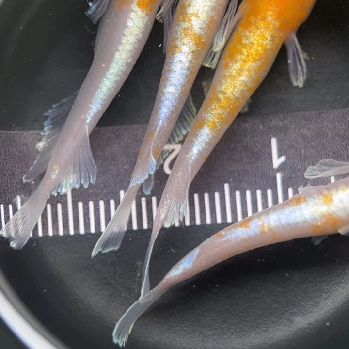 海水鱼红白赤壁31号