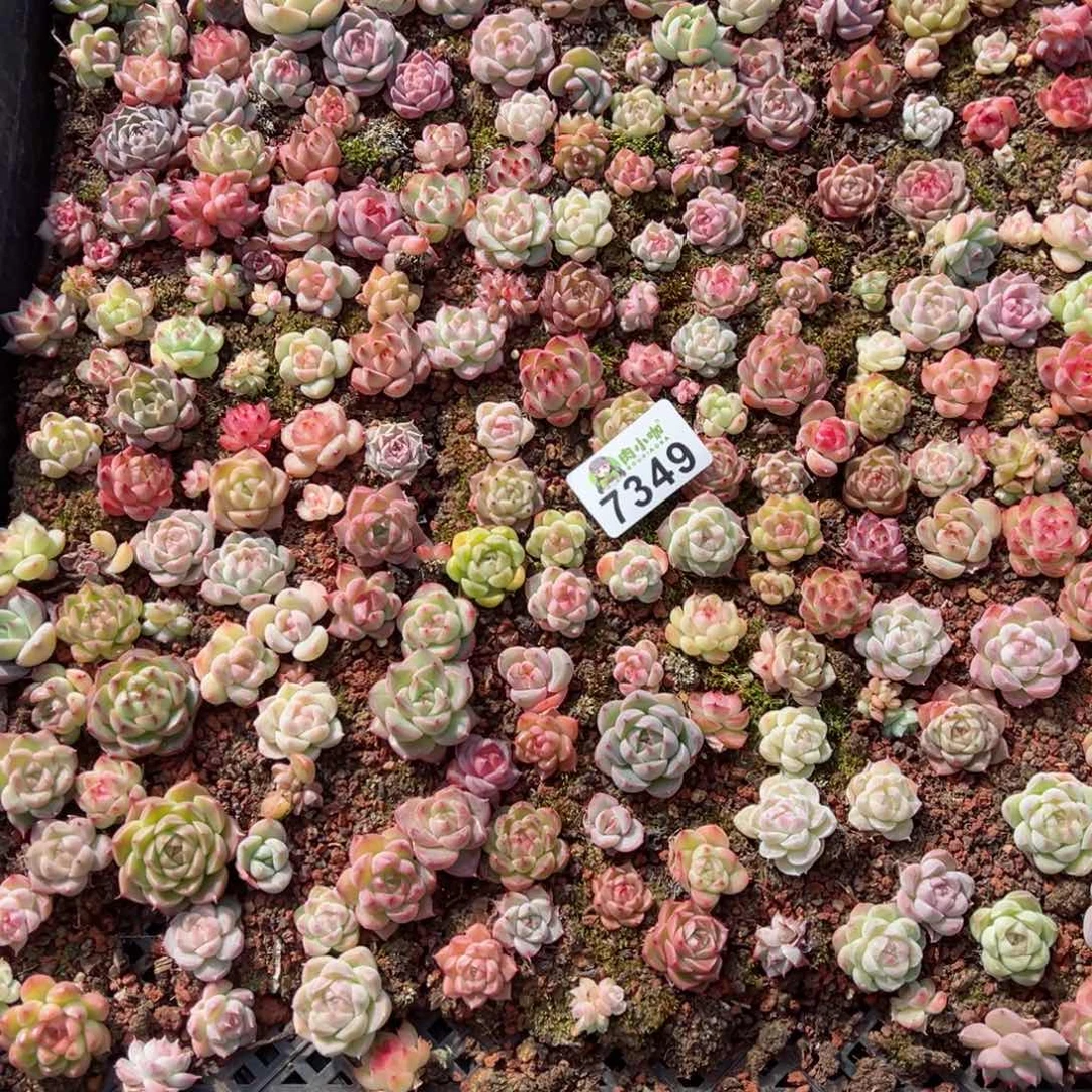 用****1多肉植物多肉植物