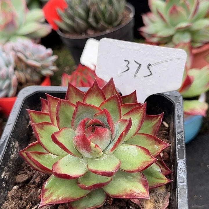 惊鸿一物一拍包装收缩花旱375