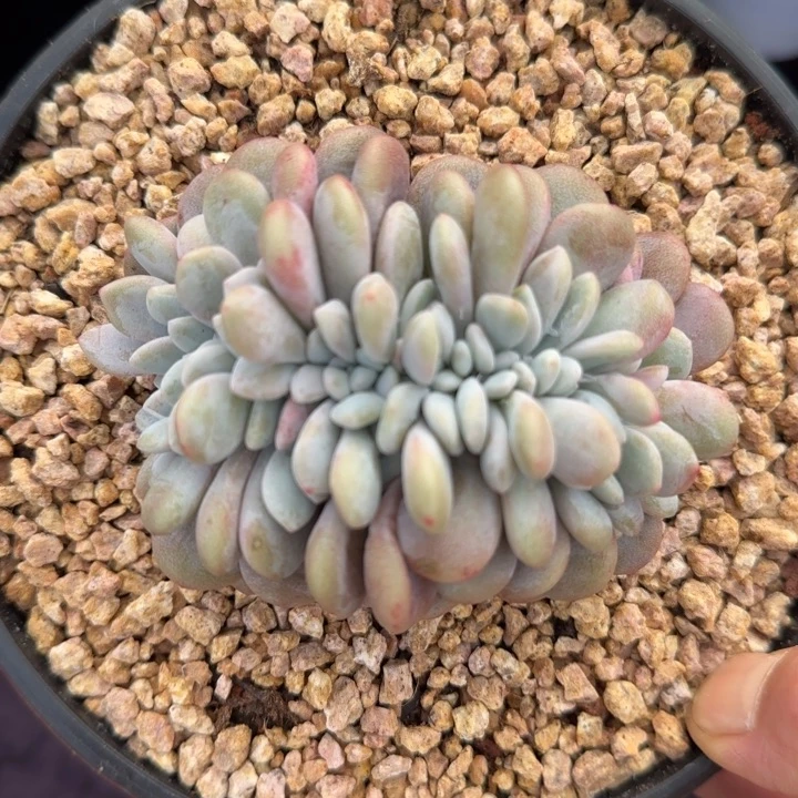 10厘米的尺寸一物一拍的