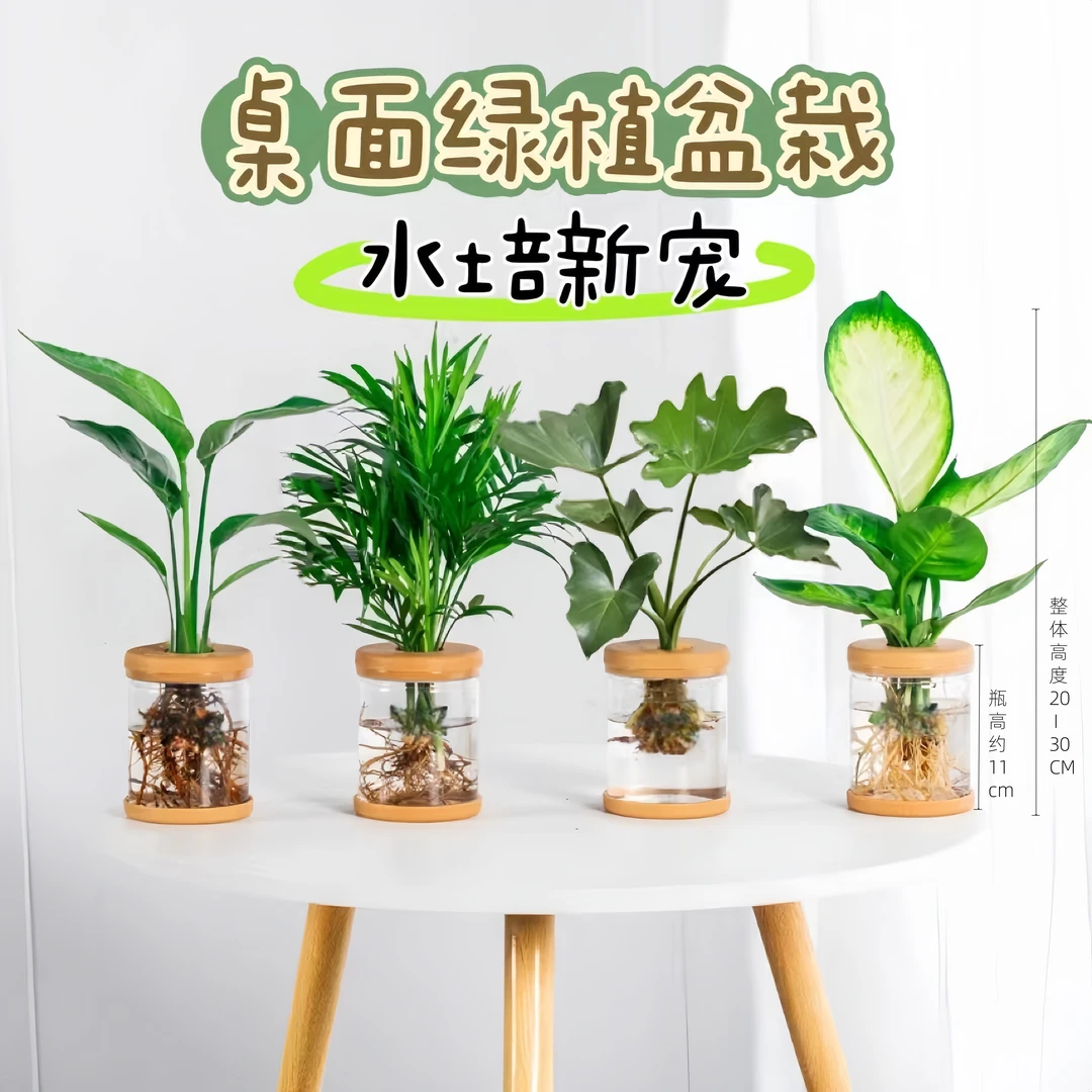 【买三送一】天堂鸟椰子春羽玛丽安室内绿植盆栽整高20-30高懒人