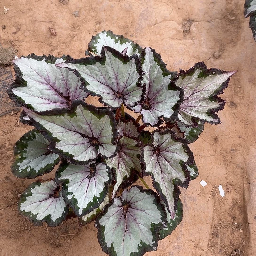 不开花植物团扇青岛