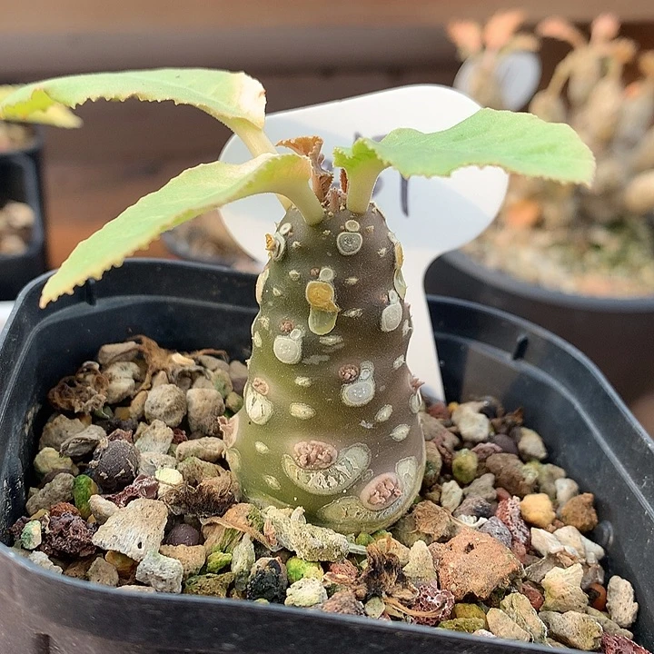 367琉珊3公分66666666