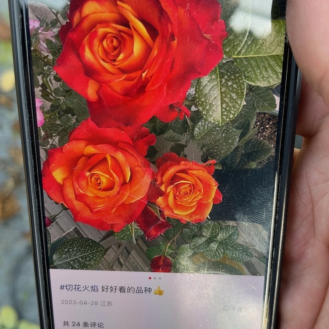 无花朵——-火焰 福利款