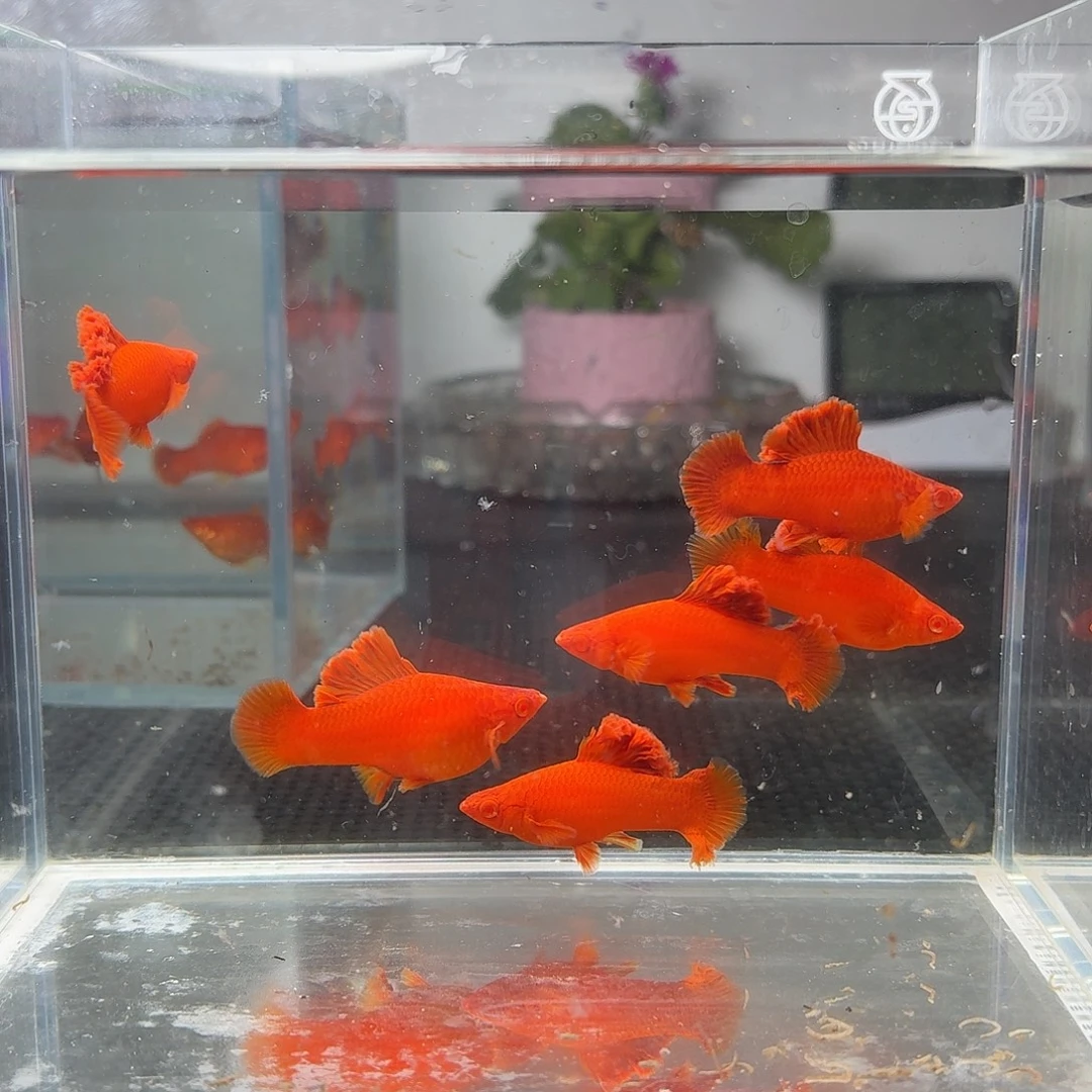 用***3海水鱼半月尾红箭鱼6条