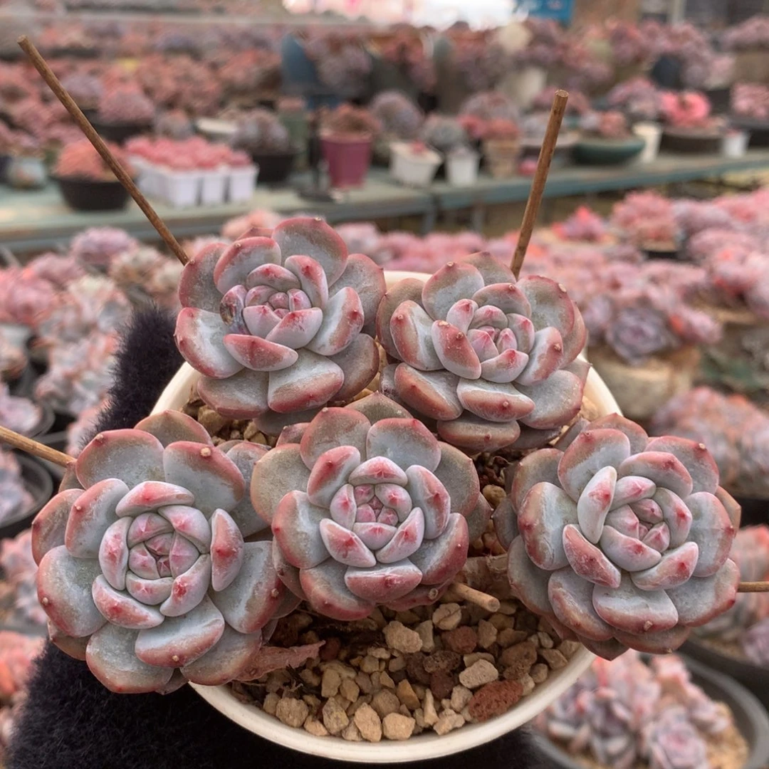 5头小树花花花花34
