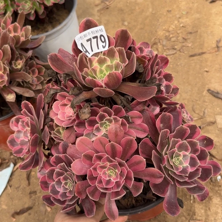 凤冠……多肉植物……