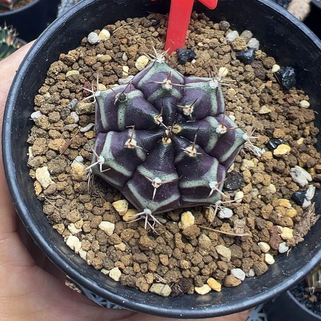 1-米哈皮色球实生3.3厘米