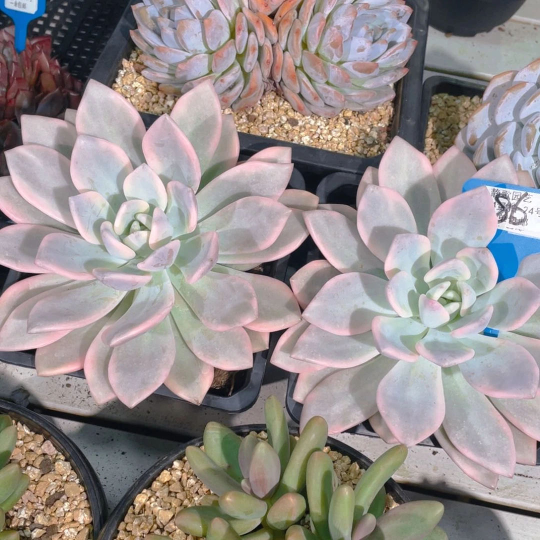 0726-86-超大单头奥普琳娜锦福利一颗量拍