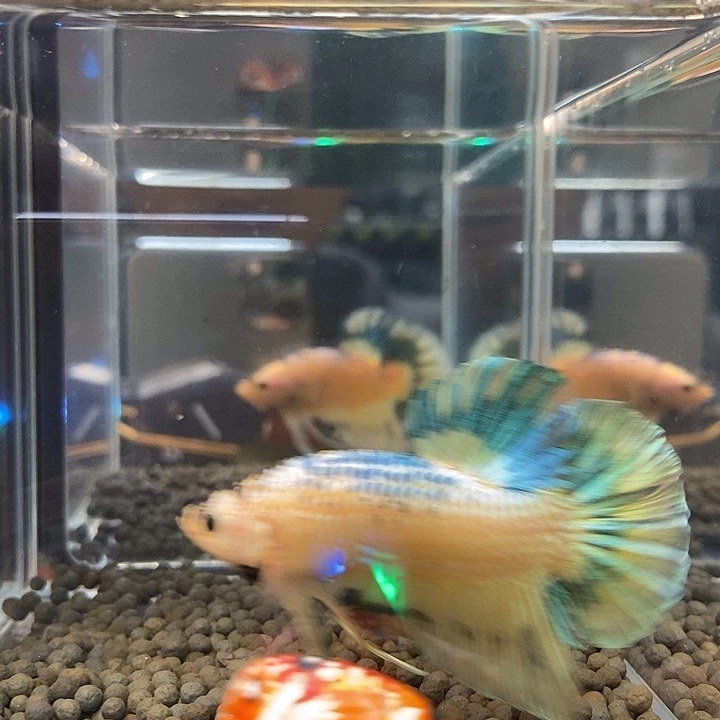 斗鱼黑73号巨斗将军