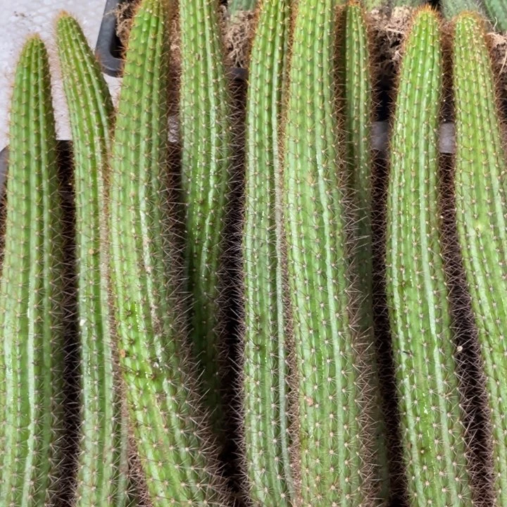 进口金妞金3自根20公分